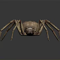 Realistic Brown Spotted Spider With Long Legs On Dark Shiny Background