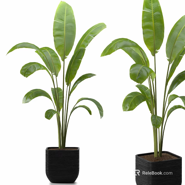 Potted Plants With Large Green Leaves In Black Square Pots For Indoor Decor 3d model 