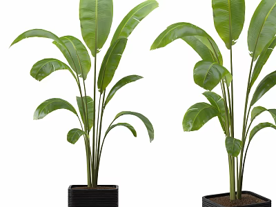 Potted Plants With Large Green Leaves In Black Square Pots For Indoor Decor 3d model