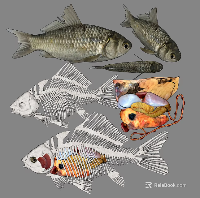 Aquatic Animal Fish Displaying External Features Skeleton And Internal Organ Anatomy 3d model 