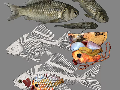 Aquatic Animal Fish Displaying External Features Skeleton And Internal Organ Anatomy 3d model