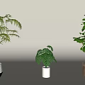 Minimalist Interior Displaying Various Potted Plants In Different Planters 3d model