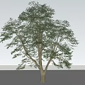 Tall Arbor With Green Foliage Sturdy Trunk And Lush Canopy 3d model
