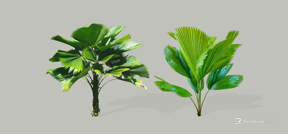 Lush Green Shrubs With Fan Shaped Leaves For Tropical Garden Decoration 3d model 