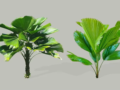 Lush Green Shrubs With Fan Shaped Leaves For Tropical Garden Decoration 3d model