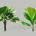 Lush Green Shrubs With Fan Shaped Leaves For Tropical Garden Decoration