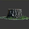 Tree Stump of Arbor with Rough Surface and Surrounding Green Grass