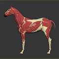 Detailed Horse Muscle Anatomy Model With Red Muscle Structure And White Skeleton