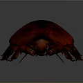 Shiny Red and Black Cockroach 3D Rendering with Detailed Exoskeleton on Dark Background 3d model