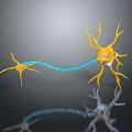 Neurons Nerve cells Nerve endings Human nerves 3d model