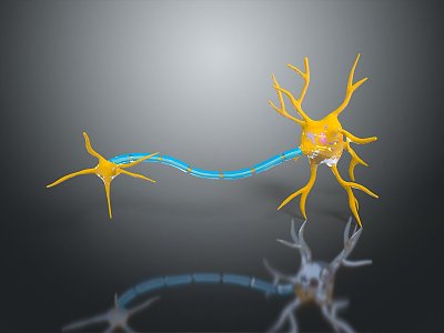 Neurons Nerve cells Nerve endings Human nerves 3d model