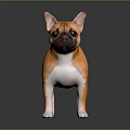 Alert Orange French Bulldog Standing On Shiny Floor With Black Background