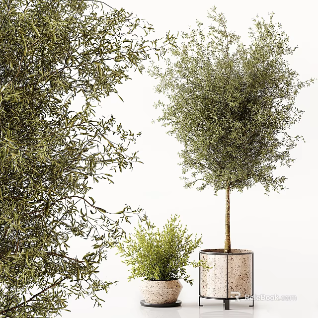 Olive Tree Bonsai Potted Plant With Metal Pot Small And Medium Sizes Indoor Greenery Decor 3d model 