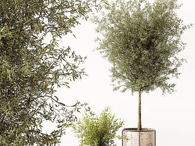 Olive Tree Bonsai Potted Plant With Metal Pot Small And Medium Sizes Indoor Greenery Decor 3d model