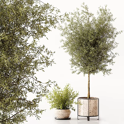 Olive Tree Bonsai Potted Plant With Metal Pot Small And Medium Sizes Indoor Greenery Decor 3d model