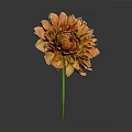 Vibrant Orange Dahlia Flower With Multiple Layers Of Petals And Green Stem Against Dark Background