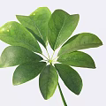 Lush Green Houseplant Leaf With Multiple Vibrant Healthy Foliage And Fresh Texture
