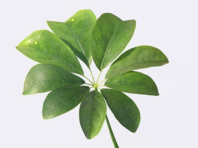 Lush Green Houseplant Leaf With Multiple Vibrant Healthy Foliage And Fresh Texture 3d model