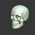 Detailed Educational Human Skull Model With Anatomical Markings And Reflected Surface