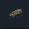 Detailed View Of Black Cockroach Body Structure On Isolated Black Background