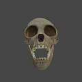 Human Skull Frontal View With Anatomical Bone Details And Visible Teeth 3d model