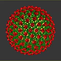 Anatomical Organ Structure With Hair Like Projections In Red And Green Colors