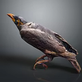 Detailed Bird Figure With Damaged Feathers Orange Beak Claws And Gray Background