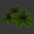 Lush Green Palm Like Plants In Terracotta Pots On Dark Background