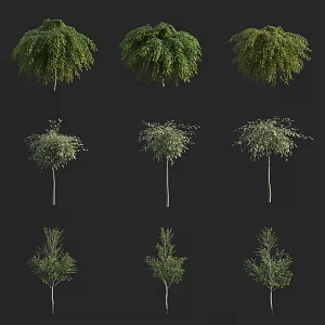 landscape trees street trees small trees shrubs 3d model