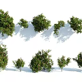 Various Green Leafy Bushes in Different Sizes for Garden Landscaping Projects 3d model