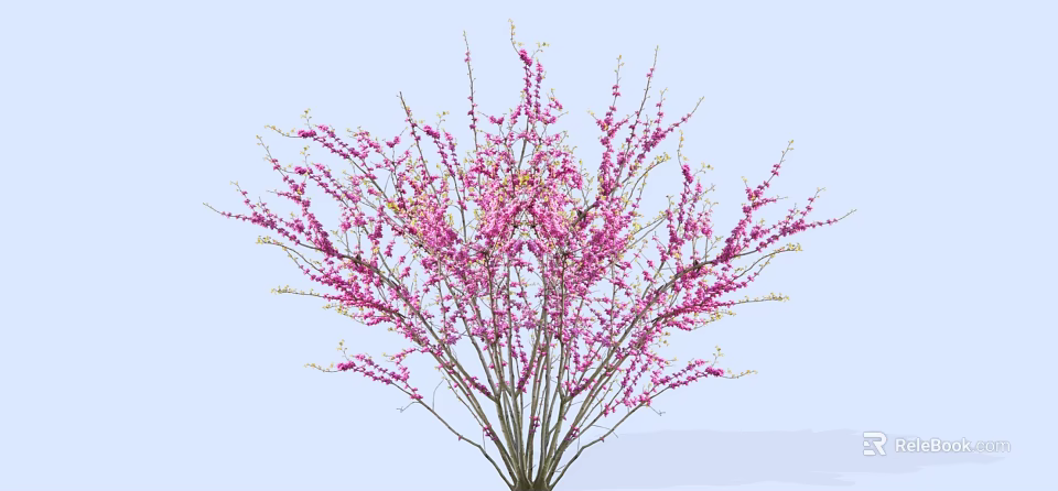 Beautiful Tree With Abundant Pink Flowers Against Light Blue Sky 3d model 