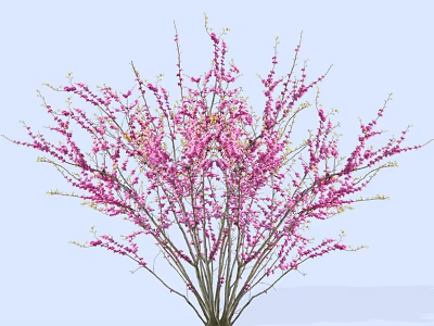 Beautiful Tree With Abundant Pink Flowers Against Light Blue Sky 3d model