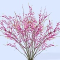 Beautiful Tree With Abundant Pink Flowers Against Light Blue Sky