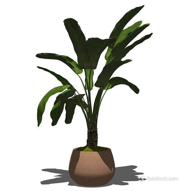Large Green Leaf Potted Plant with Brown Terracotta Pot for Indoor Decor 3d model 