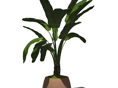 Large Green Leaf Potted Plant with Brown Terracotta Pot for Indoor Decor 3d model