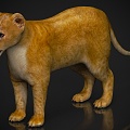 Zoo Wild Animals Beast Beast Creatures Lion 3d model