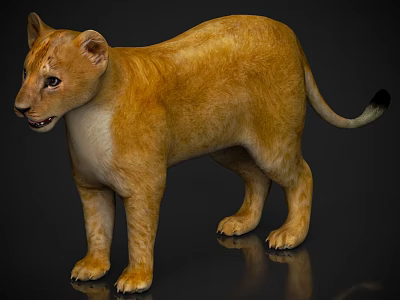 Young Lion Cub With Tan Fur Standing On Dark Background With Reflection 3d model