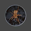 Copper Spider On Round Metal Tray With Dark Background Surface 3d model