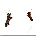 Biological Organ and Hair Structure with Red Brown Hanging Antennae Body Parts