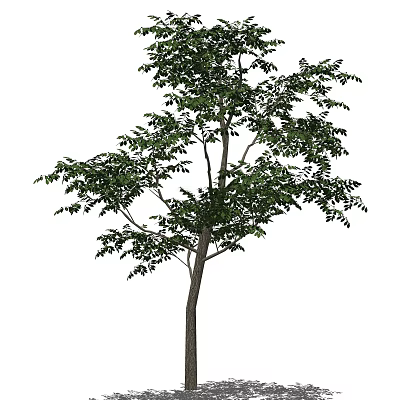 Single Natural Tall Arbor With Thick Trunk And Lush Green Leaves 3d model