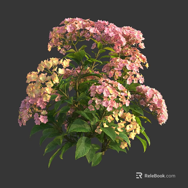Blooming Vibrant Pink and Yellow Hydrangea Flowers with Lush Green Leaves 3d model 