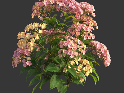 Blooming Vibrant Pink and Yellow Hydrangea Flowers with Lush Green Leaves 3d model