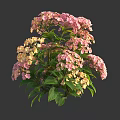 Blooming Vibrant Pink and Yellow Hydrangea Flowers with Lush Green Leaves