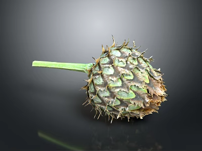Unique Thorny Plant With Green Stem And Scaly Structure On Dark Background 3d model