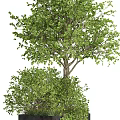 Bonsai Potted Plants With Green Lush Foliage In Black Square Pots