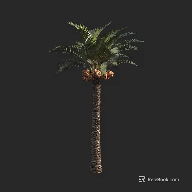 Tall Palm Tree With Textured Trunk And Green Feathery Fronds And Brown Fruits On Top 3d model 