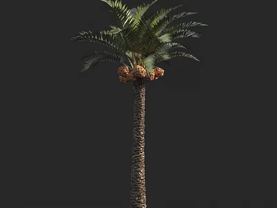 Tall Palm Tree With Textured Trunk And Green Feathery Fronds And Brown Fruits On Top 3d model