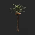Tall Palm Tree With Textured Trunk And Green Feathery Fronds And Brown Fruits On Top