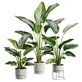 Three Potted Green Plants With Large Leaves In White Pots For Home Decor
