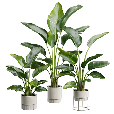 Three Potted Green Plants With Large Leaves In White Pots For Home Decor 3d model